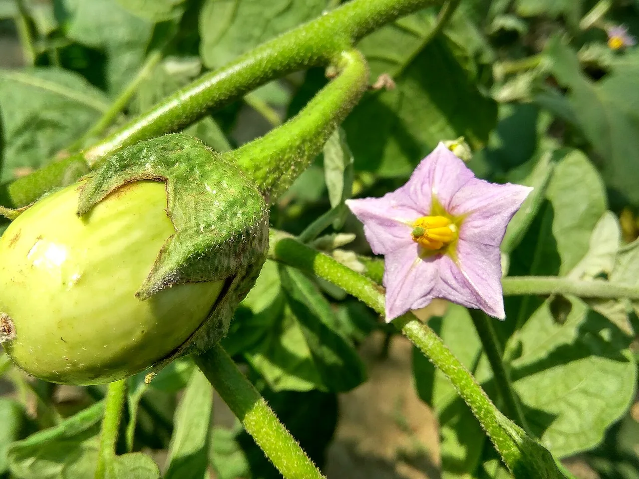 Aubergine (Solanum melongena)