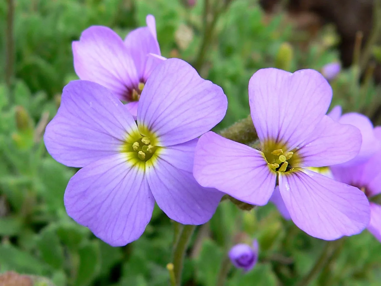 Aubrieta (Aubrieta deltoidea)