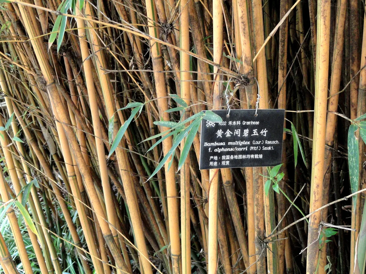 Hedge Bamboo (Bambusa multiplex)