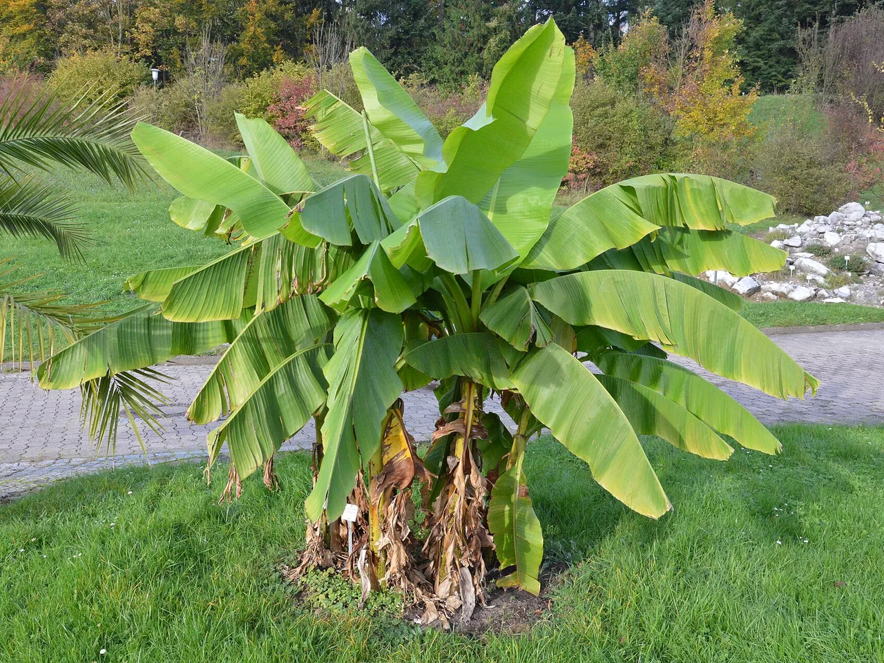 Ornamental Banana (Musa basjoo)
