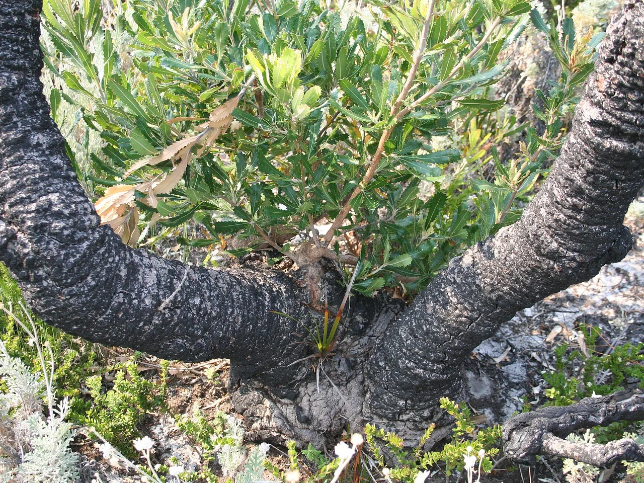 Saw Banksia (Banksia serrata)