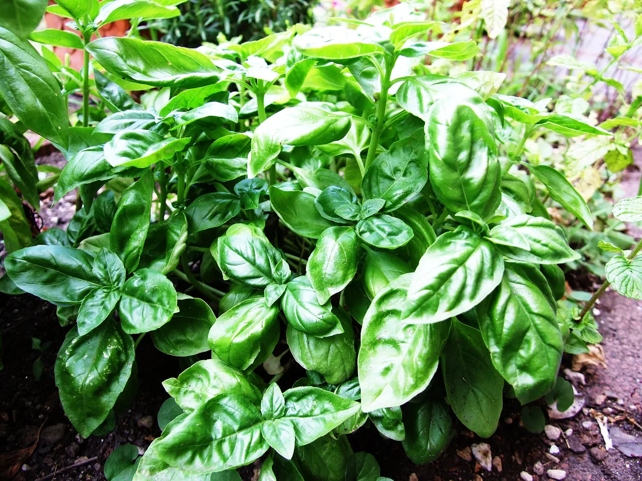 Basil (Ocimum basilicum)