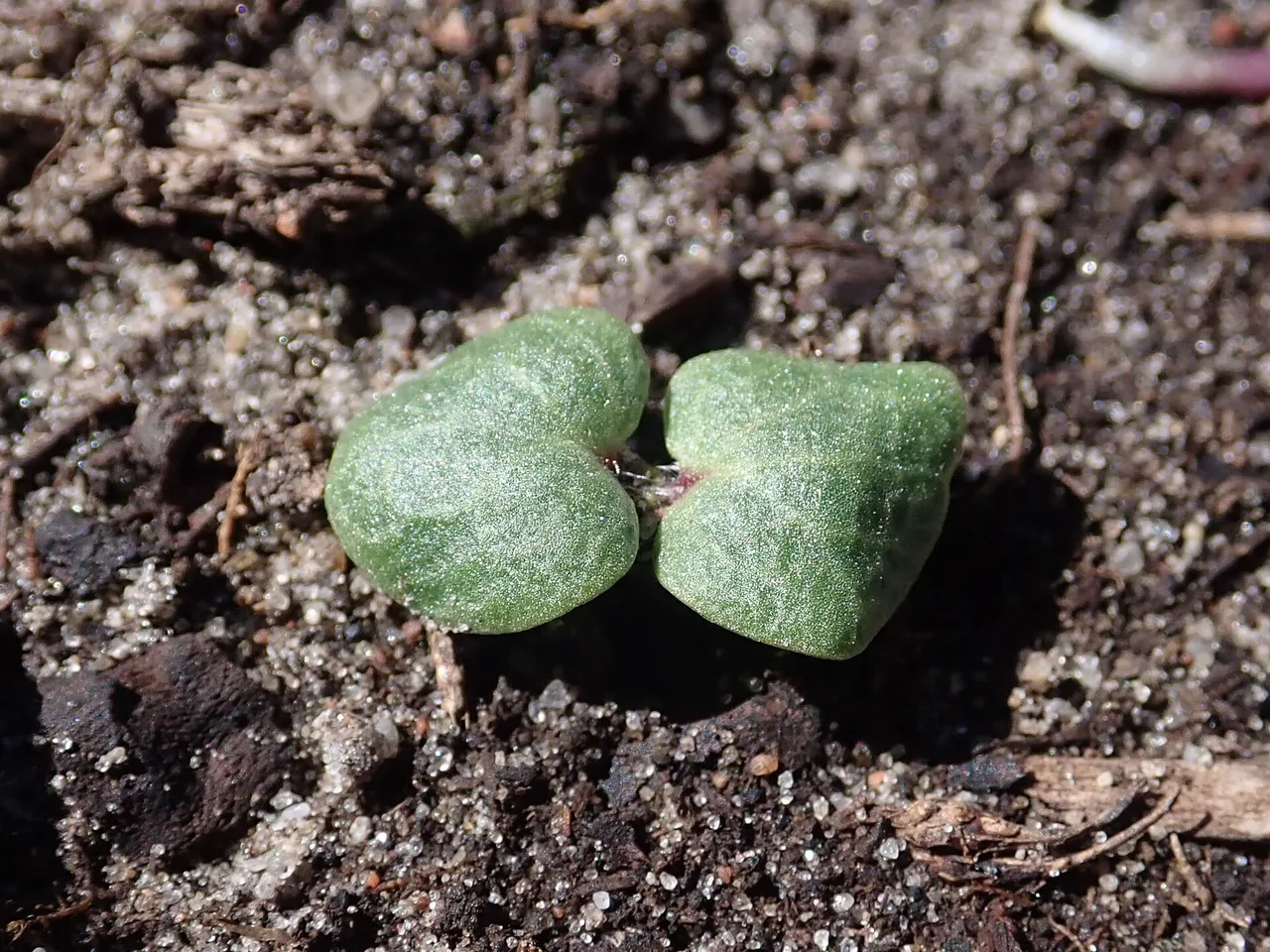 Bells of Ireland (Moluccella laevis)