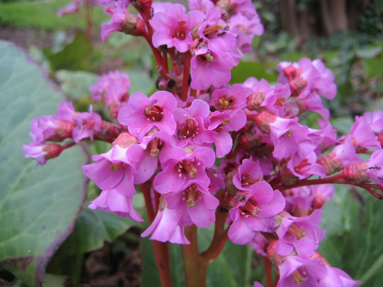 Elephant Ears (Bergenia cordifolia)