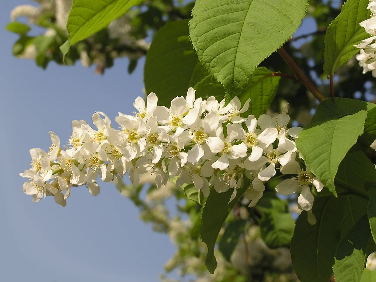 Bird Cherry (Prunus padus)