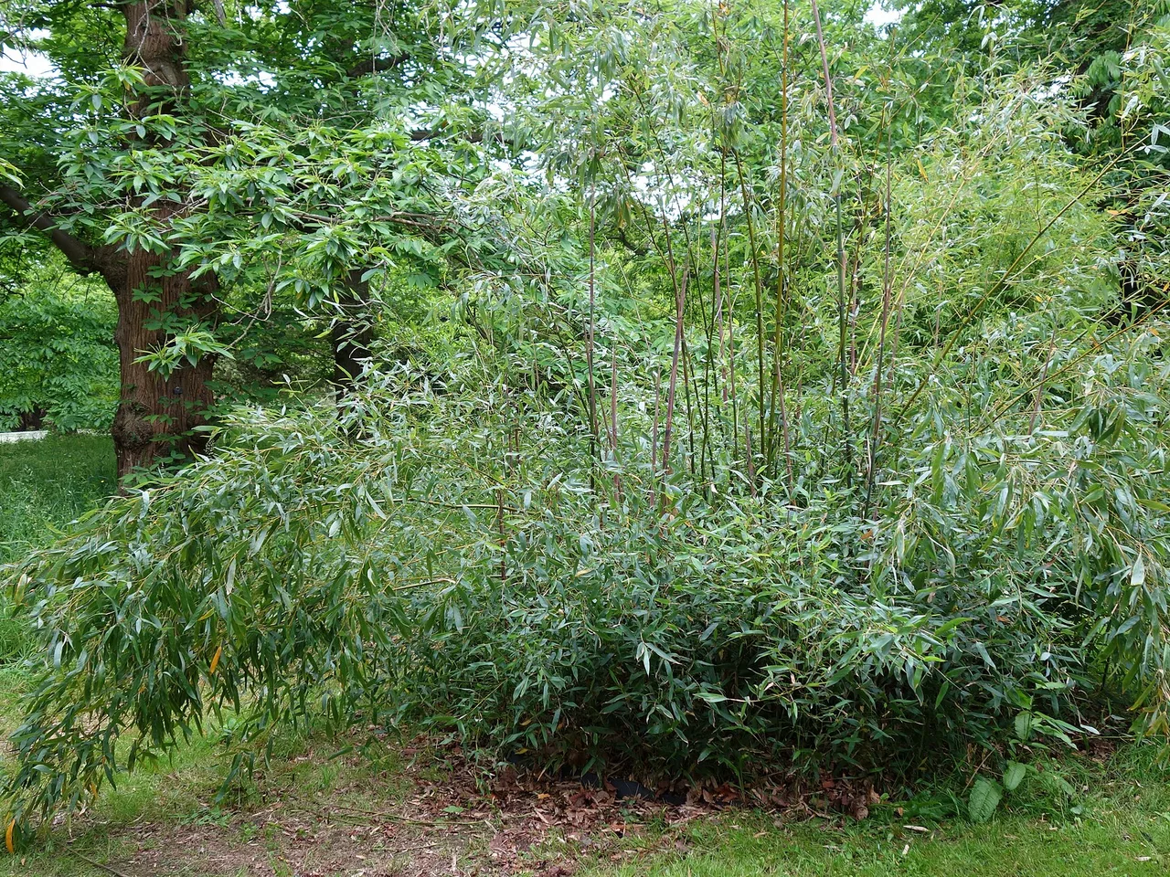 Henon Bamboo (Phyllostachys nigra Henonis)