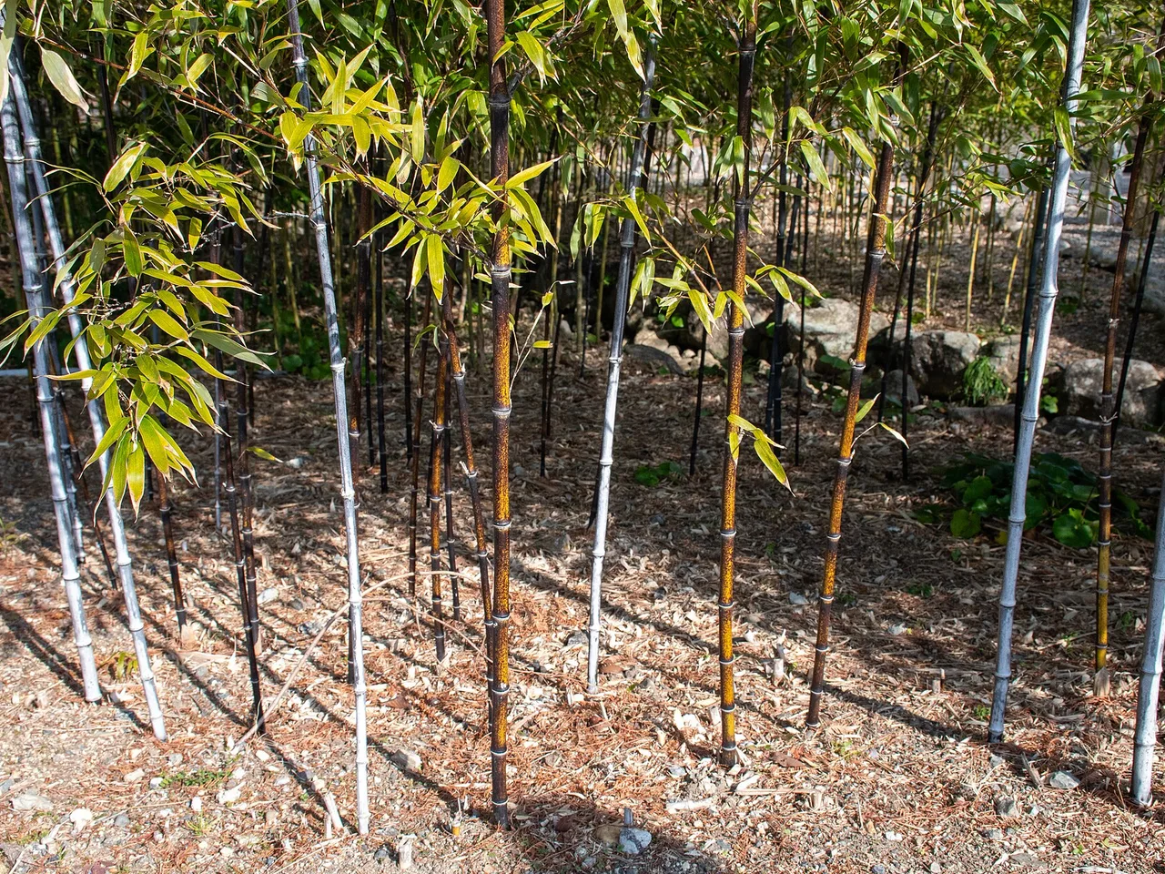 Black Bamboo (Phyllostachys nigra)