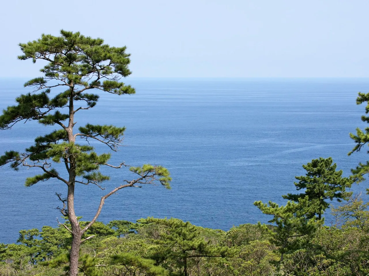Japanese Black Pine (Pinus thunbergii)