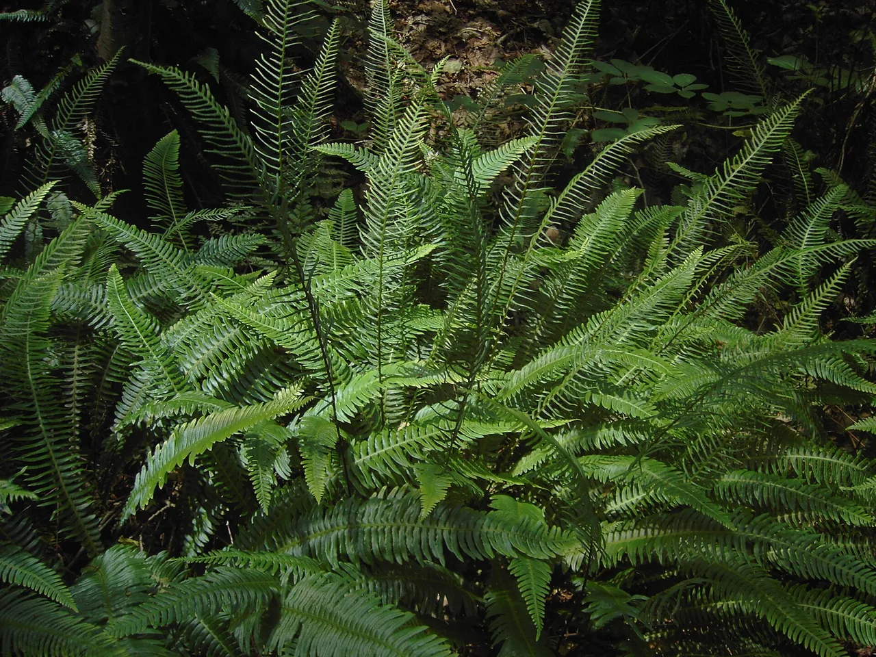 Deer Fern (Blechnum spicant)