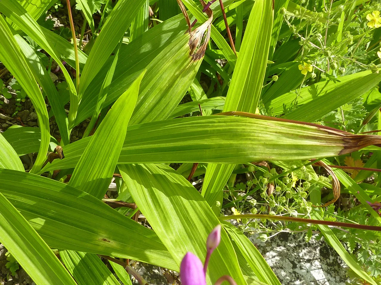 Chinese Ground Orchid (Bletilla striata)