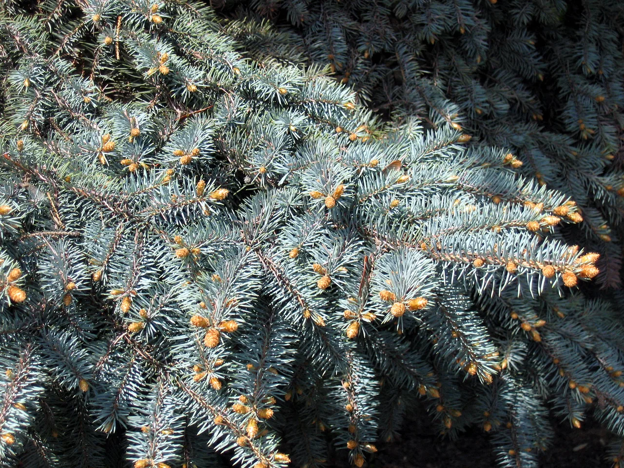 Colorado Blue Spruce (Picea pungens)