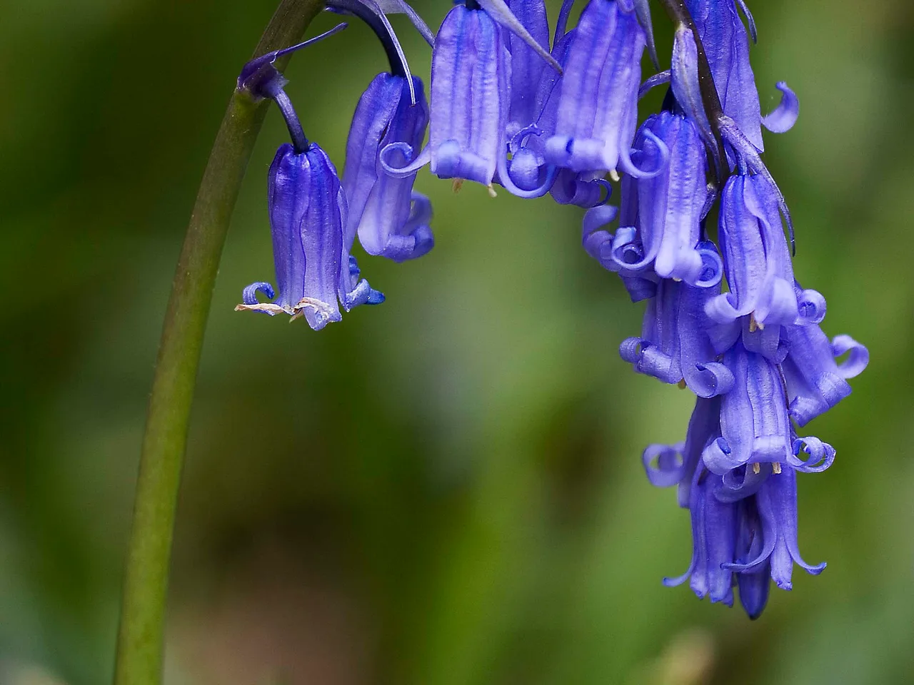 English Bluebell (Hyacinthoides non-scripta)