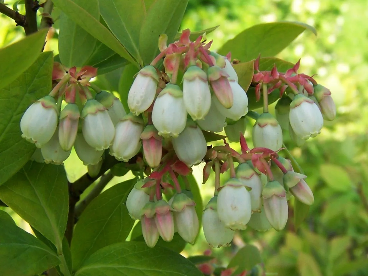 Blueberry (Vaccinium corymbosum)