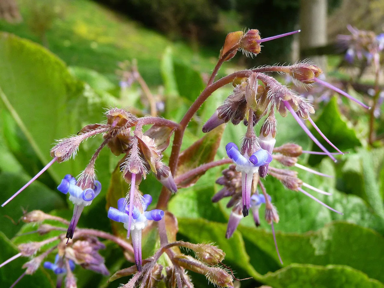 Borage (Borago officinalis)