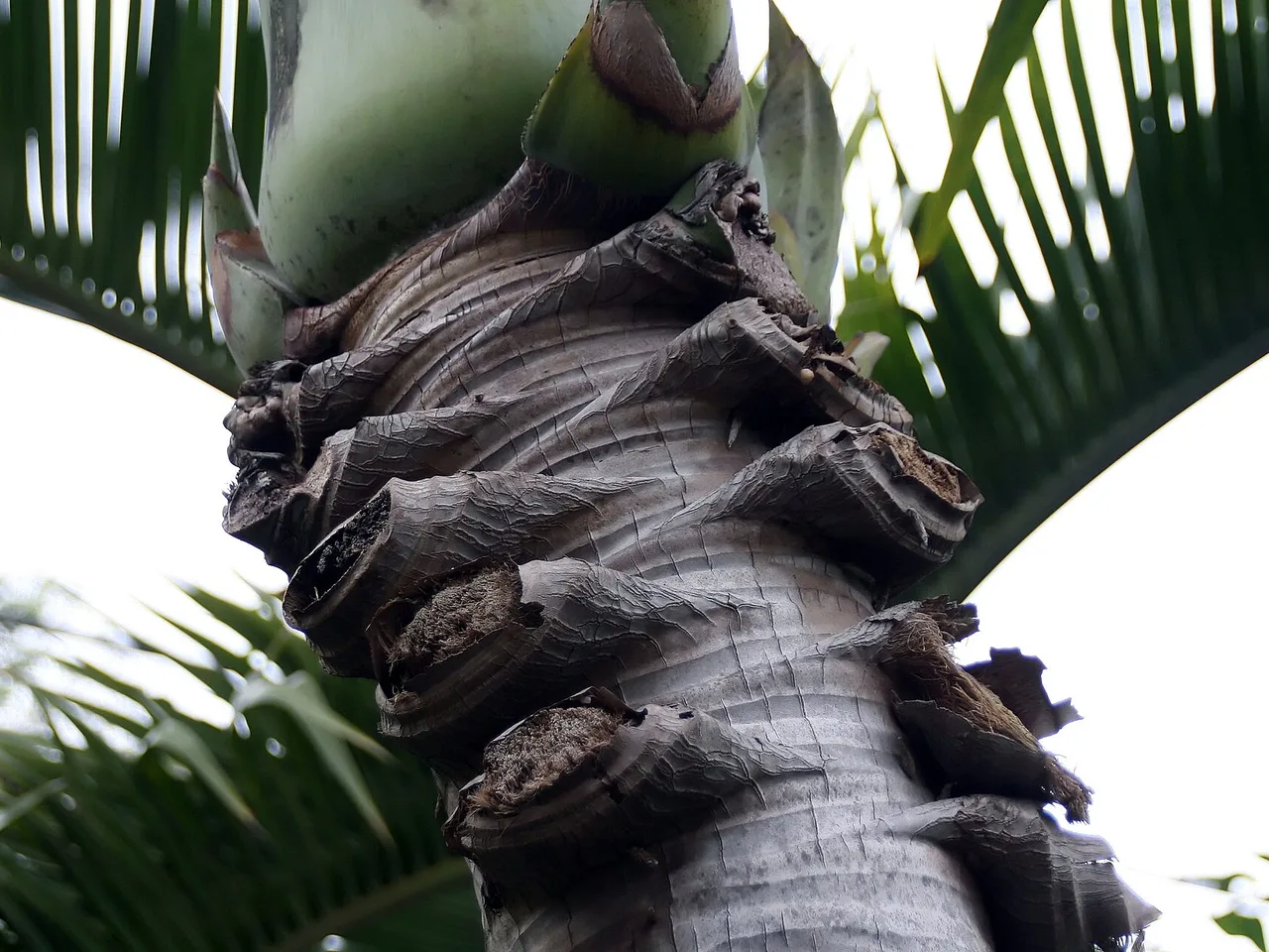 Bottle Palm (Hyophorbe lagenicaulis)