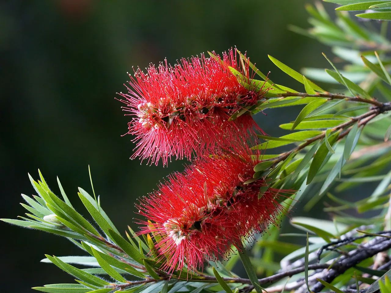 Crimson Bottlebrush (Callistemon citrinus)