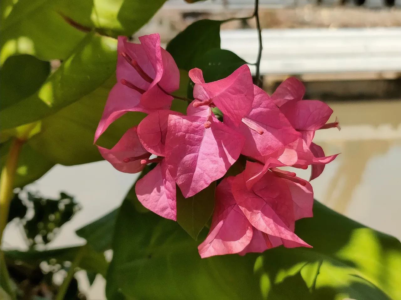 Bougainvillea (Bougainvillea glabra)