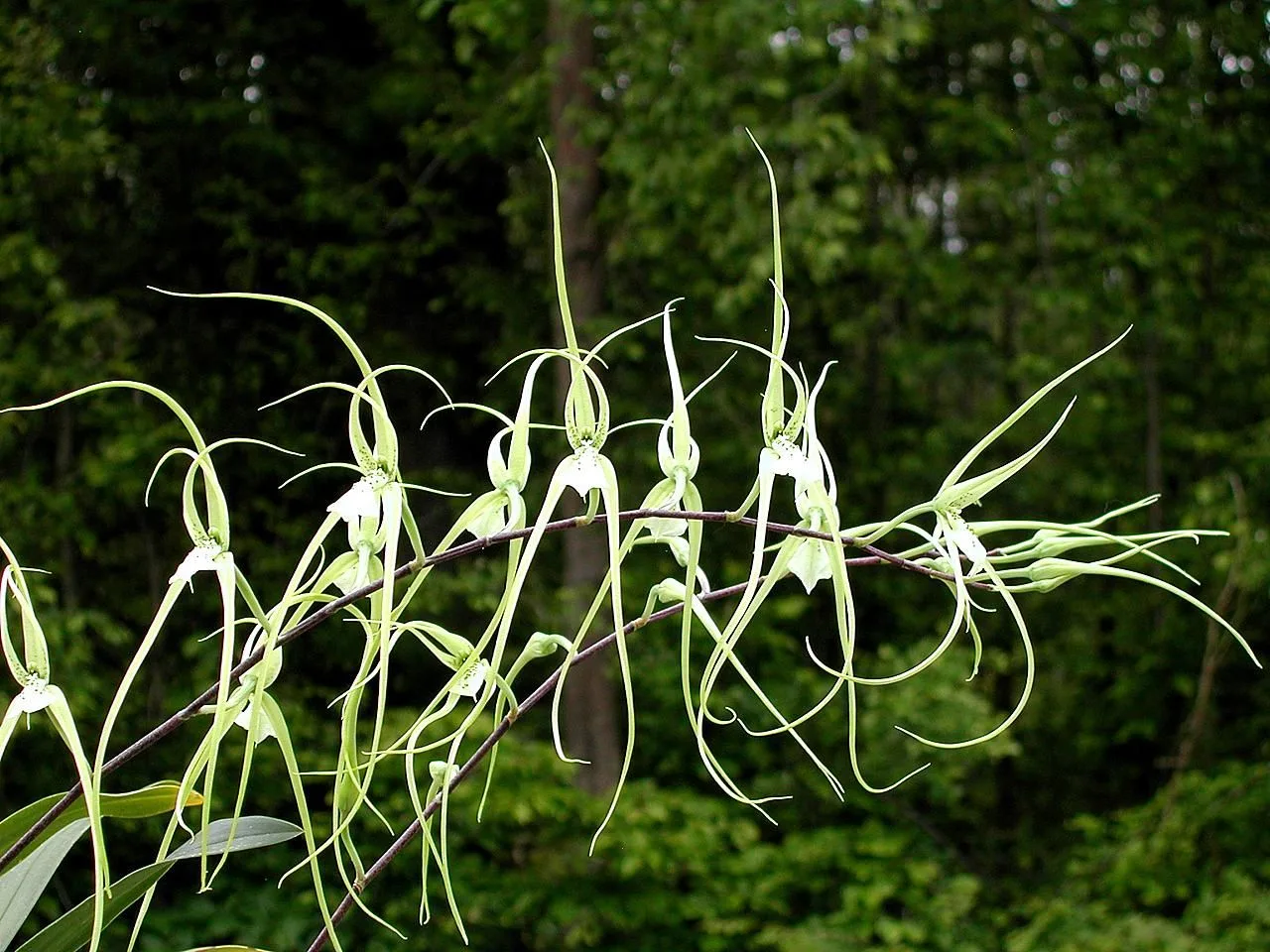 Spider Orchid (Brassia verrucosa)