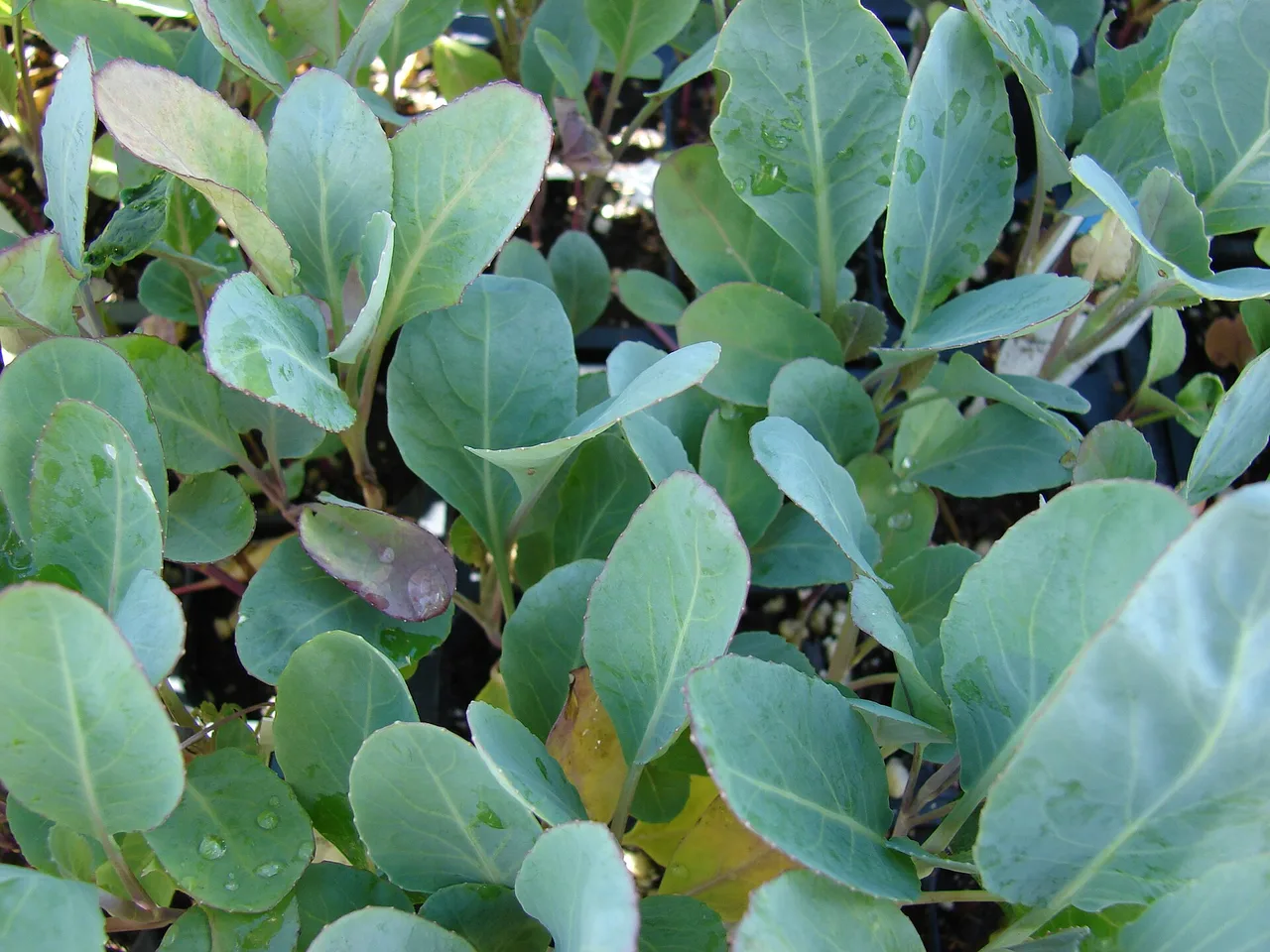 Cabbage (Brassica oleracea capitata)