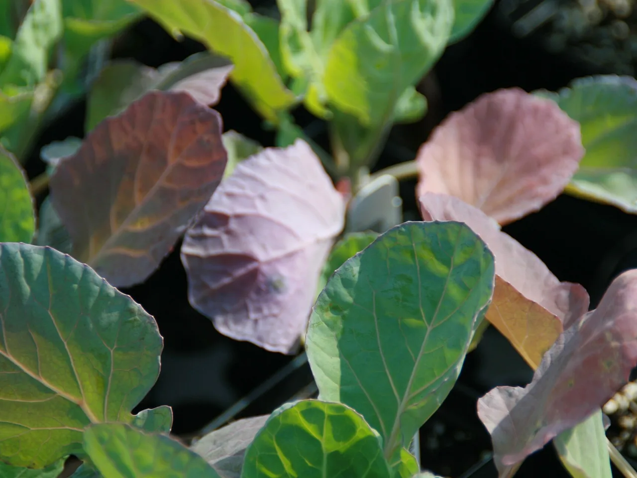 Brussels Sprouts (Brassica oleracea gemmifera)