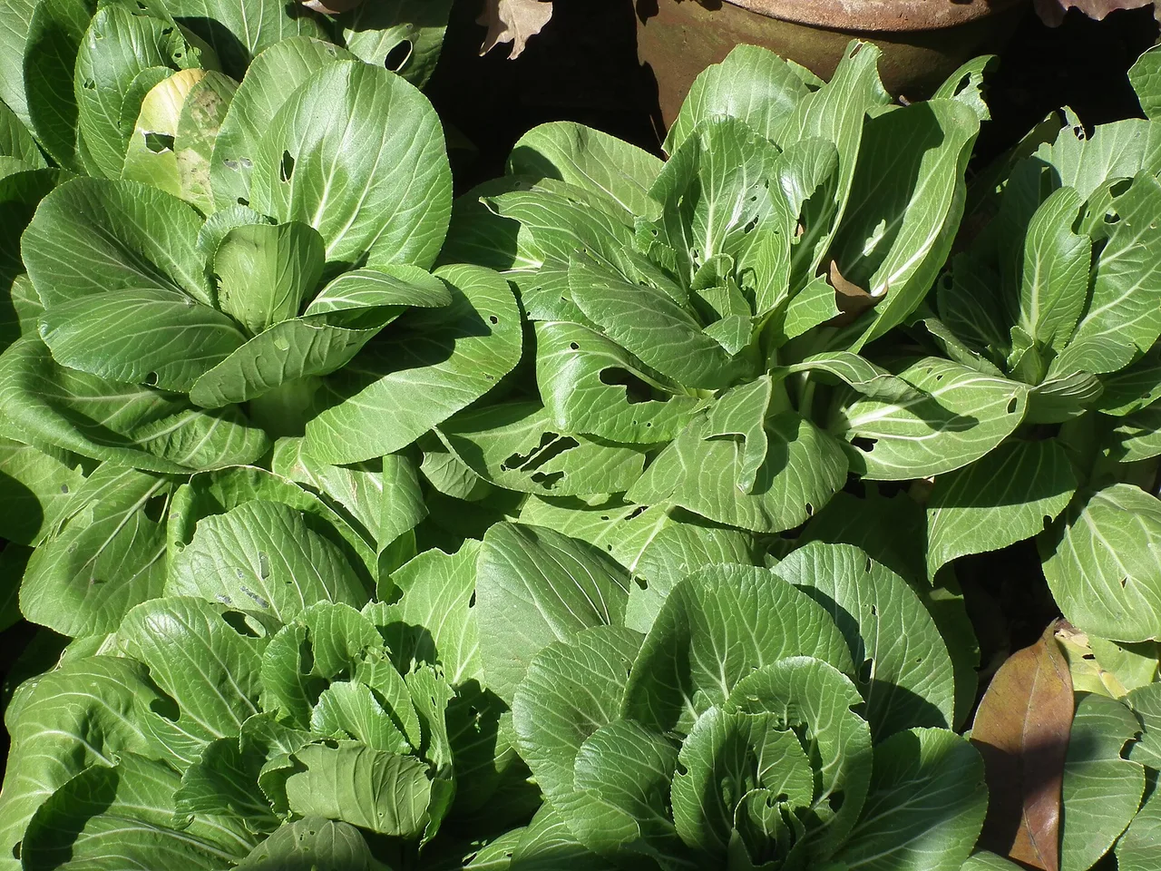 Pak Choi (Brassica rapa chinensis)