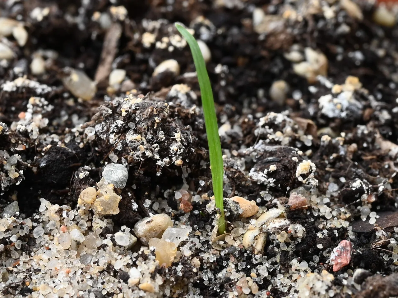 Quaking Grass (Briza media)