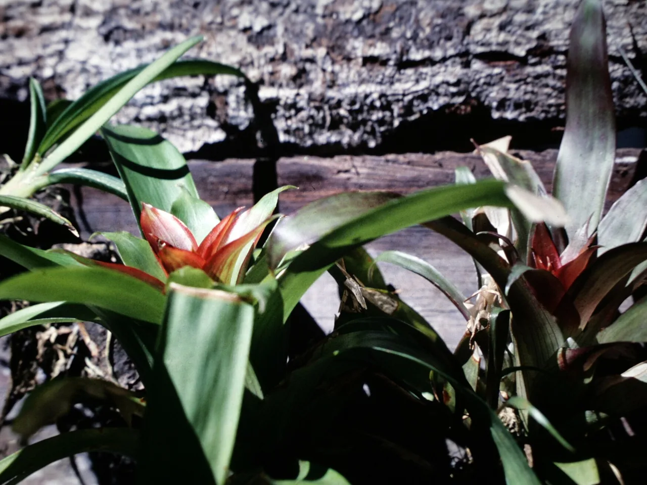 Scarlet Star Bromeliad (Guzmania lingulata)