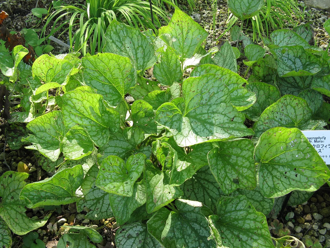 Siberian Bugloss (Brunnera macrophylla)