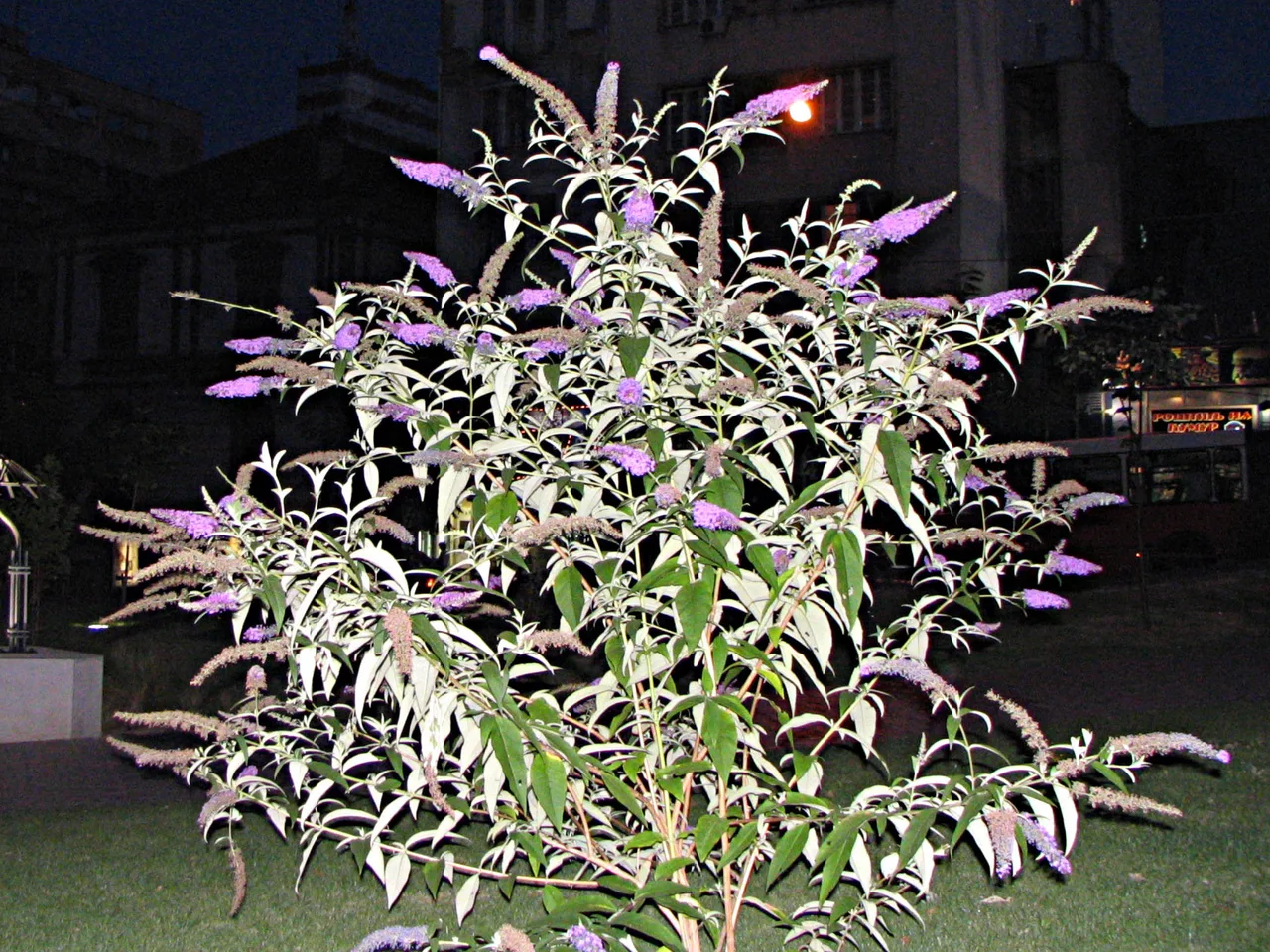 Butterfly Bush (Buddleja davidii)