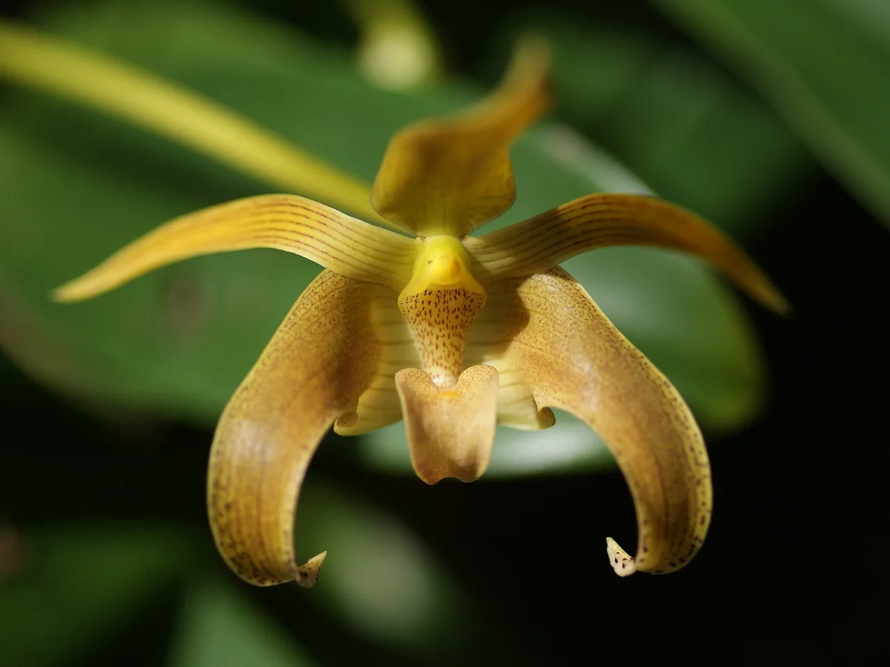 Bulbophyllum (Bulbophyllum lobbii)