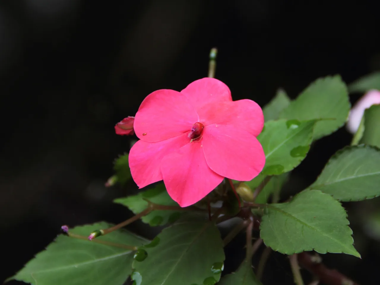 Busy Lizzie (Impatiens walleriana)