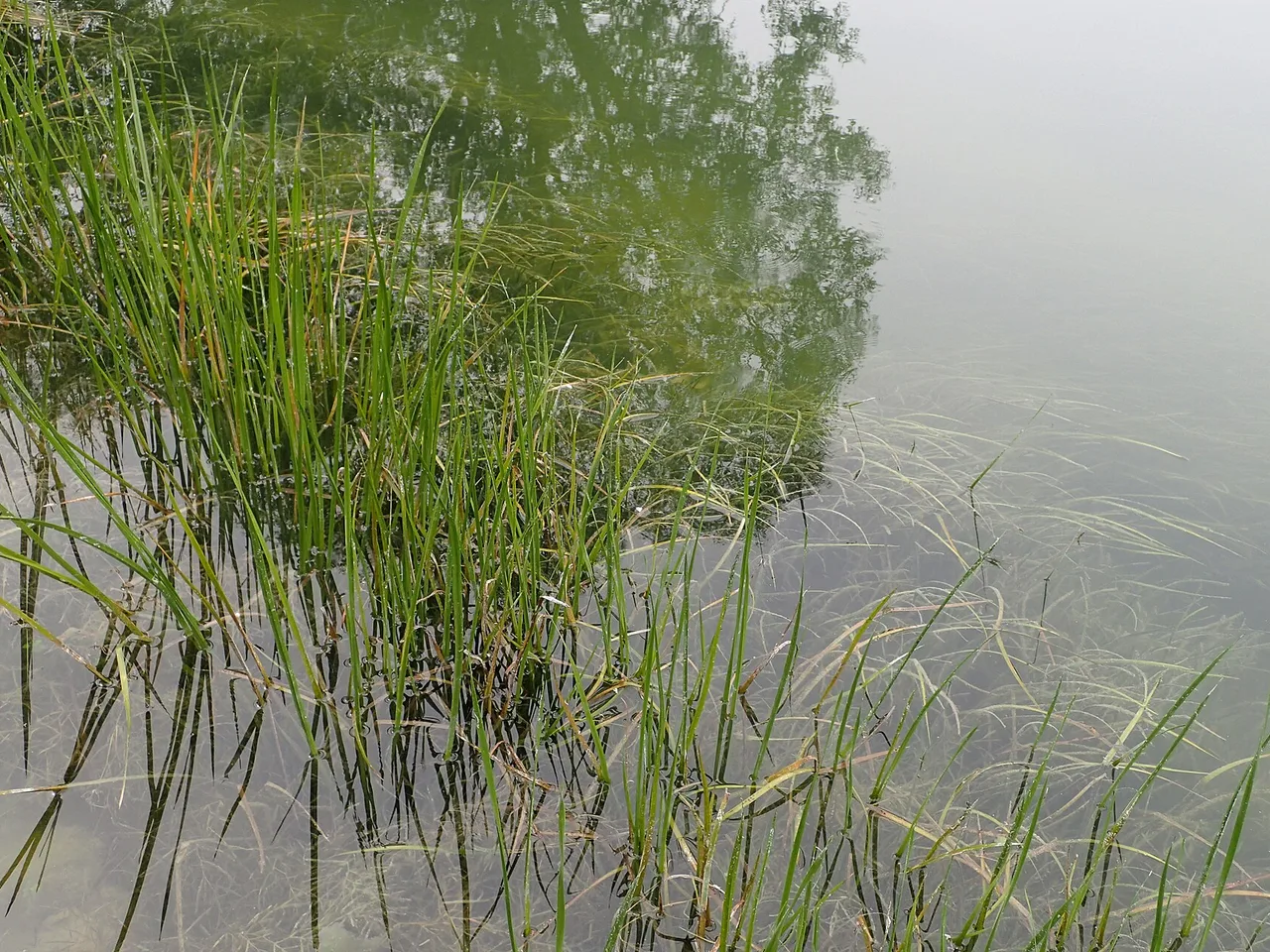 Flowering Rush (Butomus umbellatus)