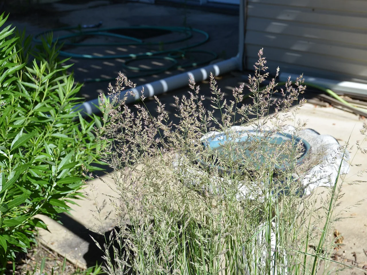 Feather Reed Grass (Calamagrostis x acutiflora)