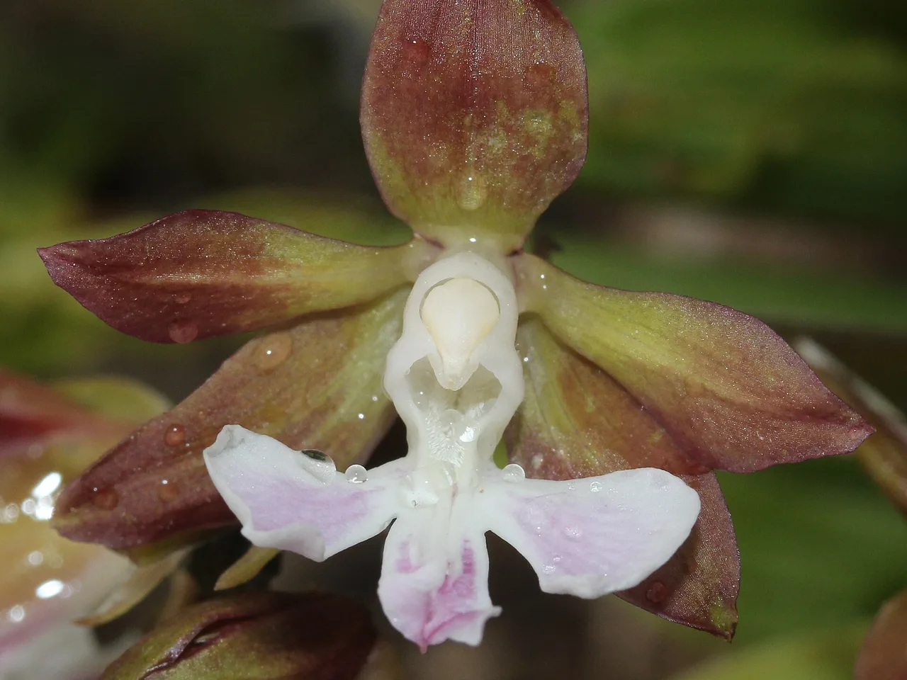 Calanthe (Calanthe discolor)