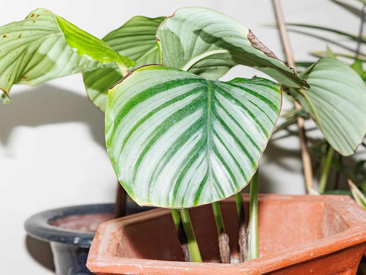 Round Leaf Calathea (Goeppertia orbifolia)