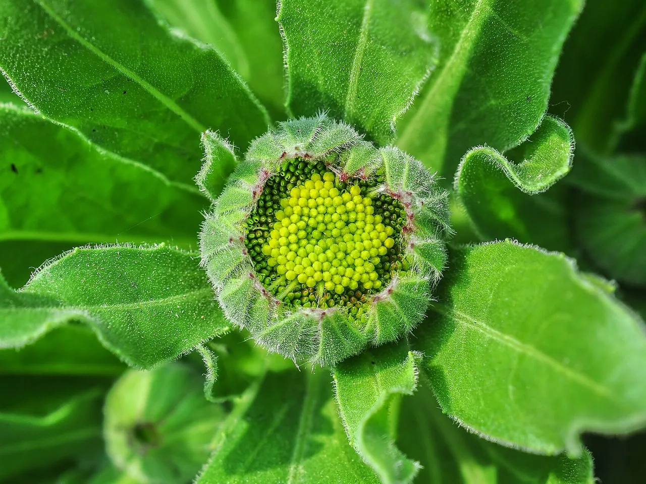 Pot Marigold (Calendula officinalis)