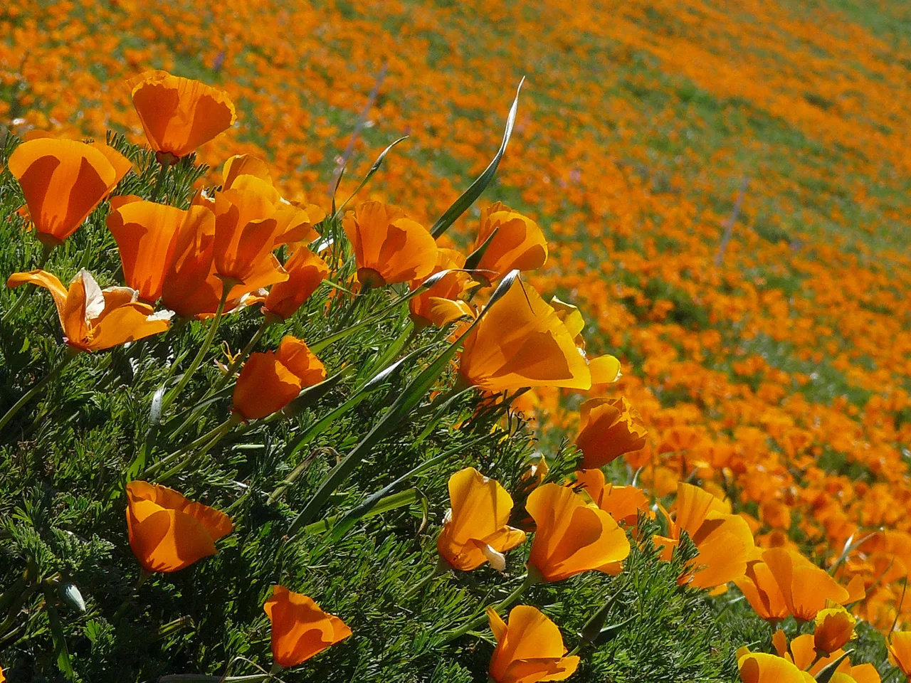 Californian Poppy (Eschscholzia californica)