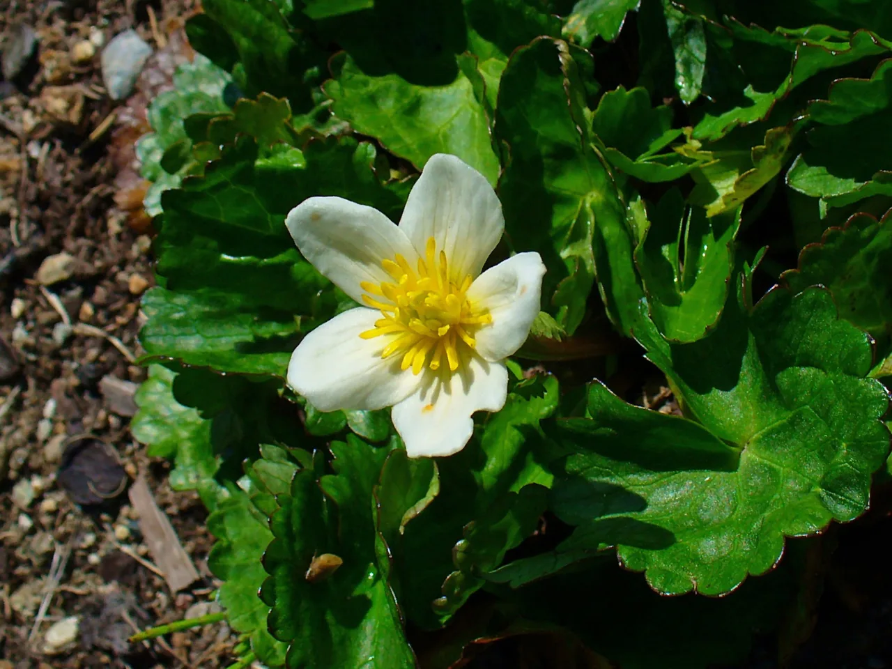 Marsh Marigold (Caltha palustris)