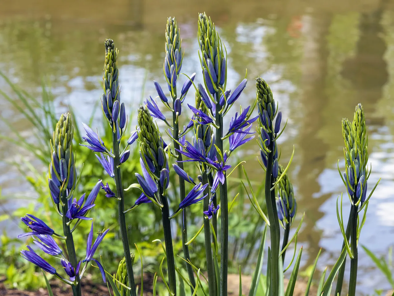 Camassia (Camassia leichtlinii)