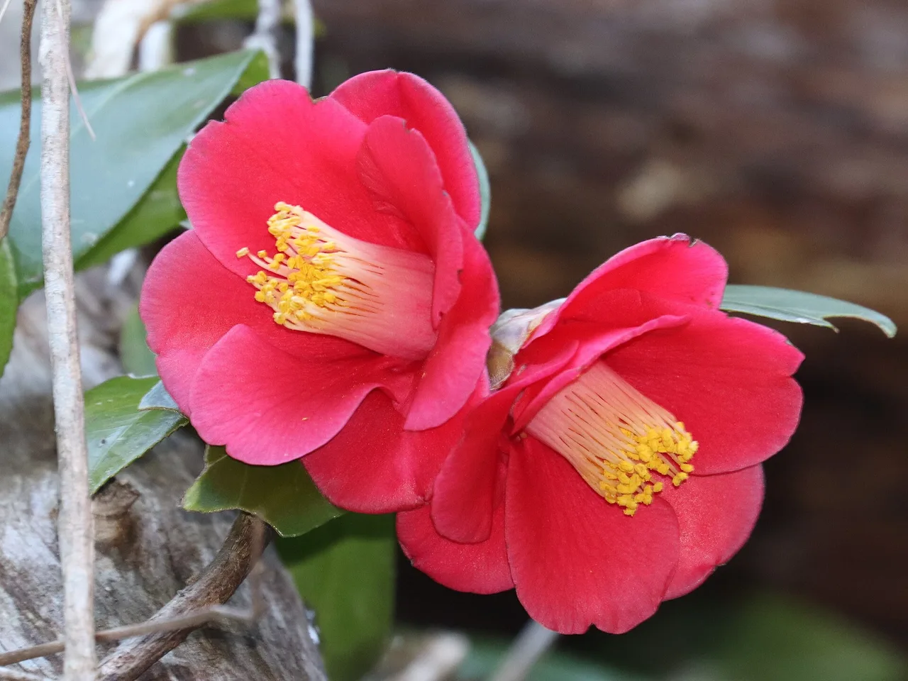 Camellia (Camellia japonica)