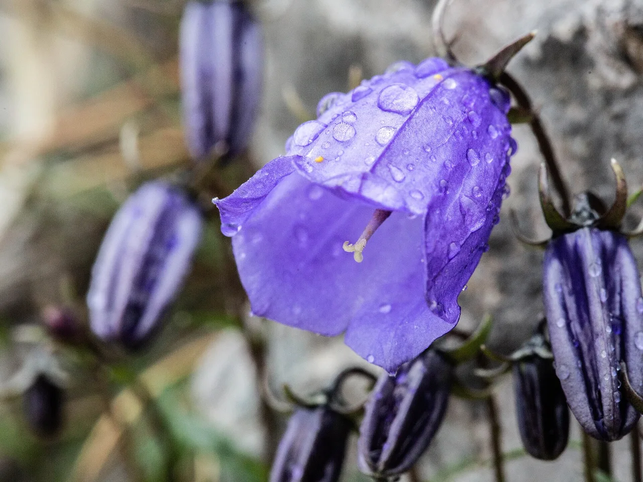 Fairy Thimbles (Campanula cochleariifolia)