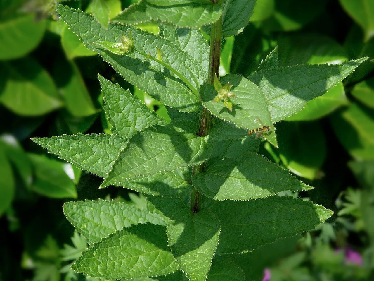 Milky Bellflower (Campanula lactiflora)