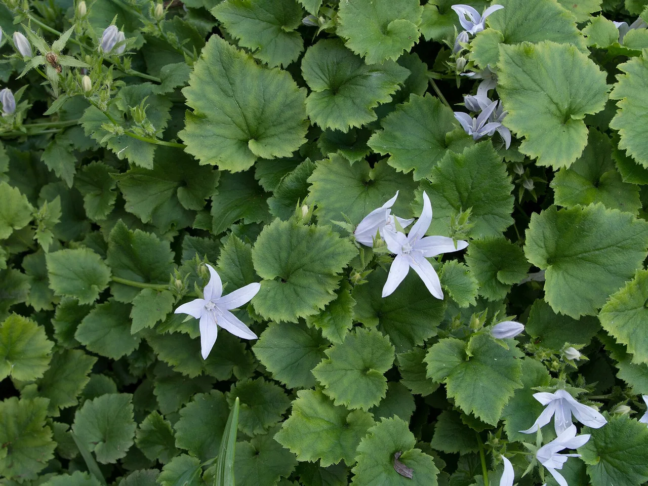 Trailing Bellflower (Campanula poscharskyana)
