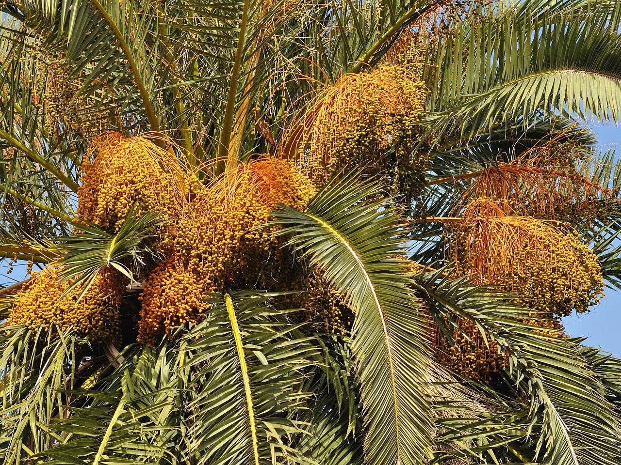 Canary Island Date Palm (Phoenix canariensis)