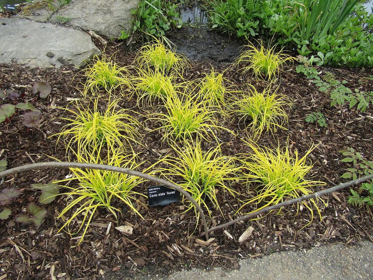 Bowles Golden Sedge (Carex elata Aurea)