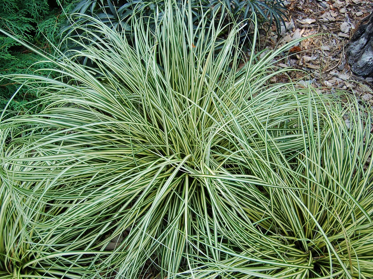 Japanese Sedge (Carex oshimensis)