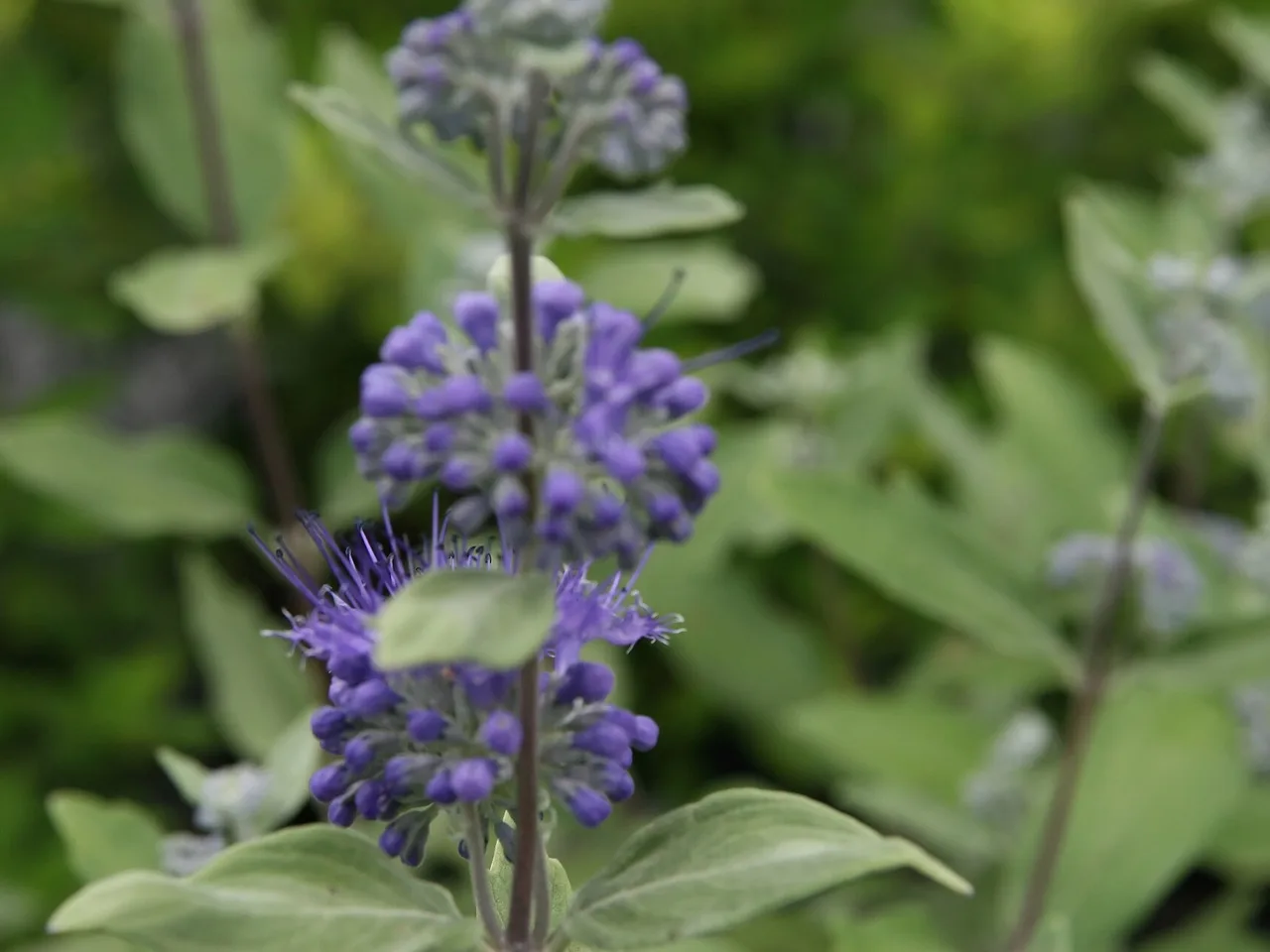 Bluebeard (Caryopteris x clandonensis)