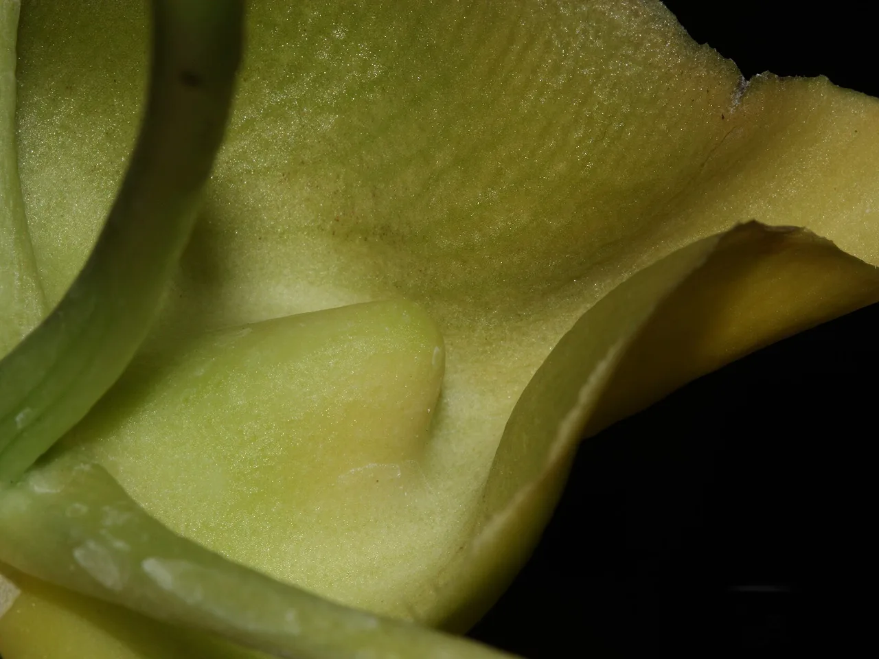 Catasetum (Catasetum expansum)