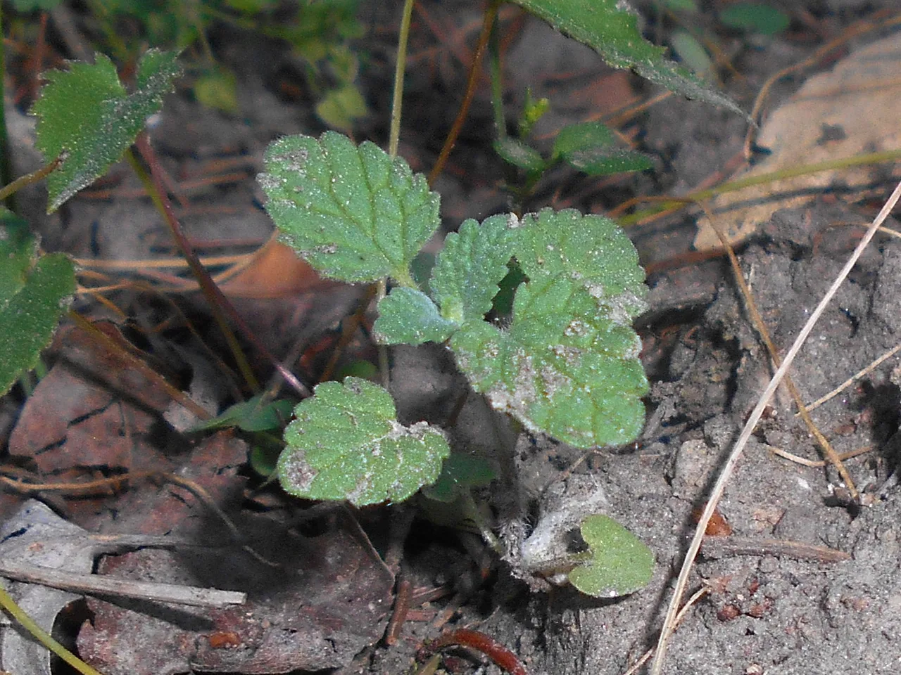 Catmint (Nepeta racemosa)