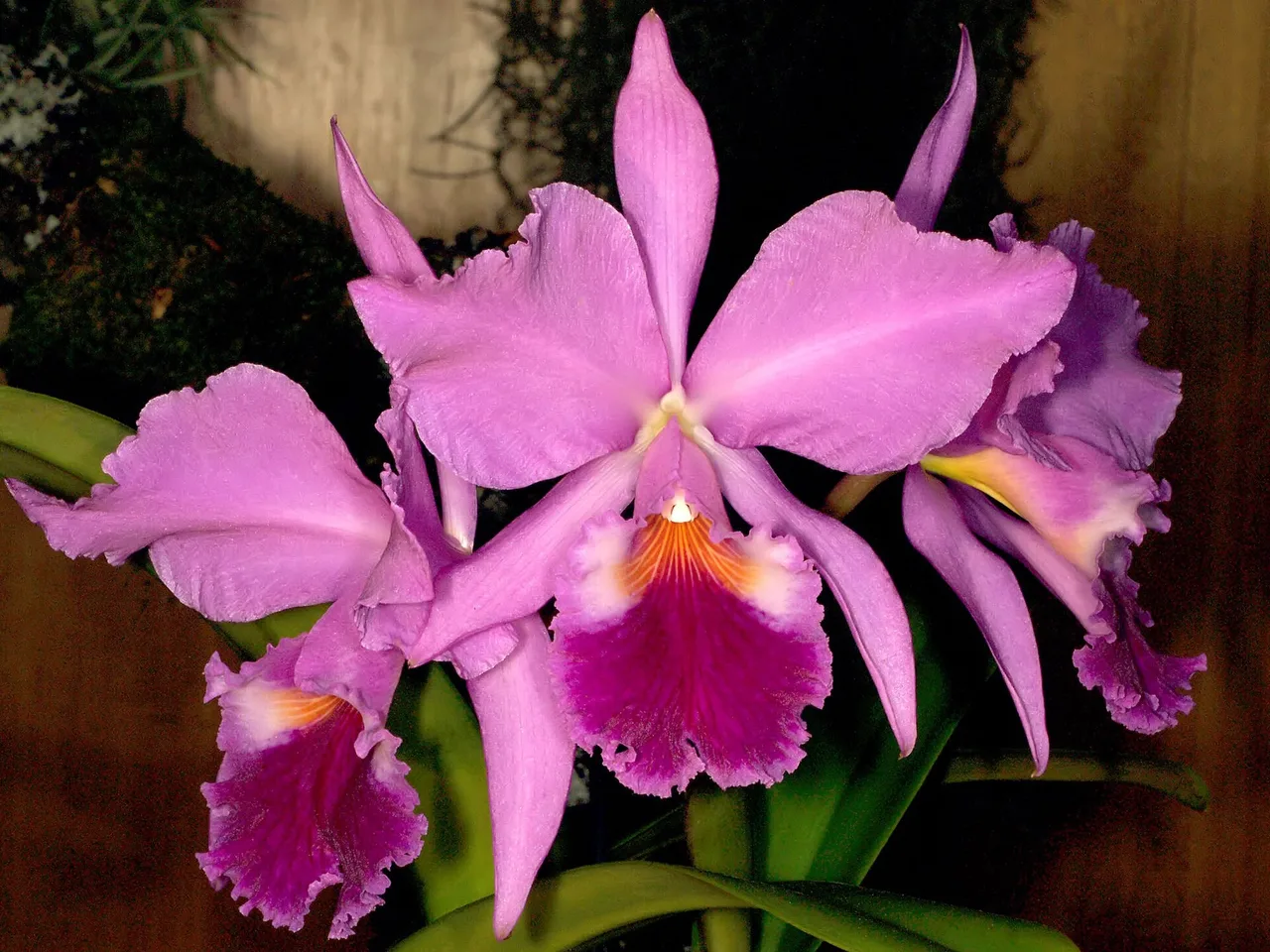 Cattleya (Cattleya labiata)